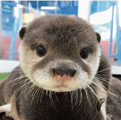 Look How Stinking Cute 📸 Aki6676 Otters Otter Ottersofinstagram