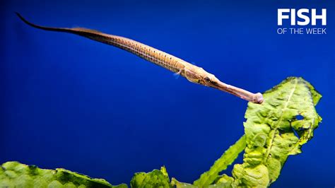 Long Snouted Pipefish Think Smart Think Esha
