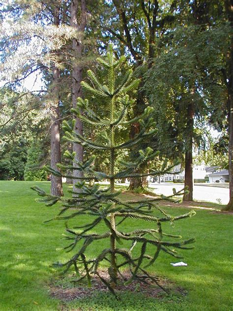 Echeverría & medel the facts about the araucaria forests. Monkey Puzzle Tree | Trees of Reed