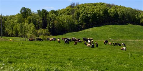 Vermont Pasture Network The Center For Sustainable Agriculture The