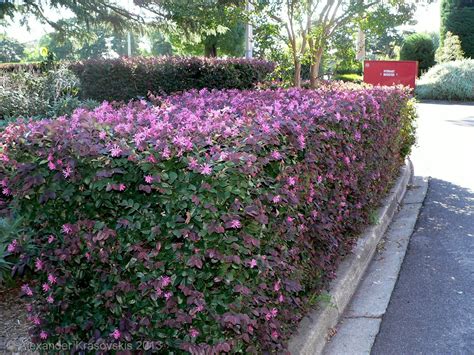 Sep 09, 2021 · a hedge is a living wall composed of plants. Aggregata Plants & Gardens: Hedging plant Loropetalum ...