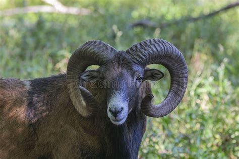 The European Mouflon Ovis Orientalis Musimon Stock Image Image Of