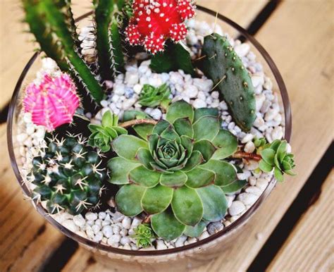 Les cactus nécessitent un arrosage hebdomadaire. Comment faire un jardin de cactus ou de succulents pour l ...