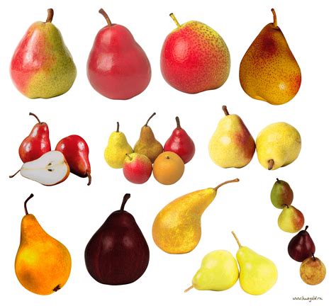 Download Pears Clipart Png Image Hq Png Image Freepngimg
