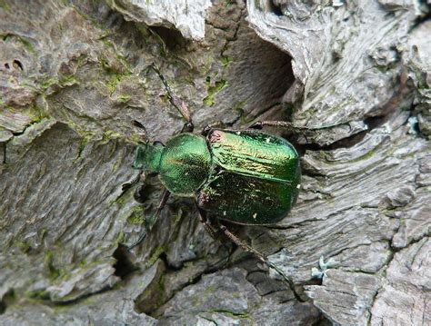 Noble Chafer Iwade 2 Peoples Trust For Endangered Species
