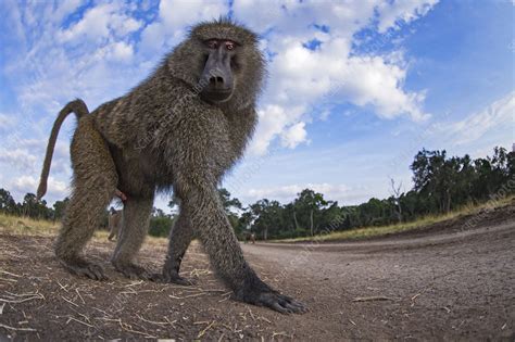 Olive Baboon Male Stock Image C0495717 Science Photo Library