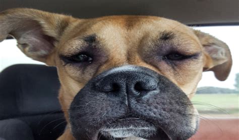 Allergic Reactions Hives And Swelling Of The Face In Dogs And Cats