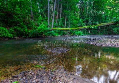 Landscape Of Green Deciduous Forest In Summer River In The Wild Forest