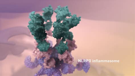 Il 1β Regulation In The Inflammatory Response Medical Animation