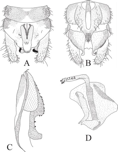 Amphinemura Cordiformis Male A Terminalia Dorsal View B Terminalia