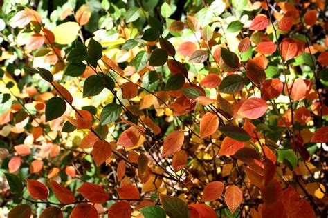 Colorful Autumn Leaves Texture Picture Free Photograph Photos Public Domain