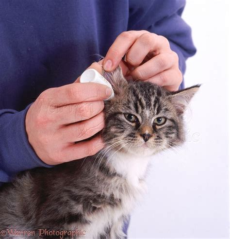 Putting Drops In Cats Ear Photo Wp08078
