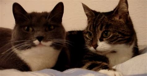 katterna ligger bredvid varandra på sängen då sker det otroliga som chockar nätet