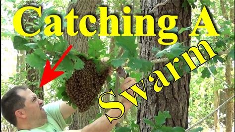 Beekeeping How To Catch A Swarm Two Ways To Capture Thousands Of Honey Bees Youtube