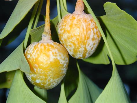 These 'fruits' contain butanoic acid and smell rancid when they fall to the ground. Trees of Santa Cruz County: Ginkgo biloba - Ginkgo Tree