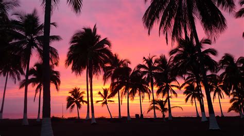 Free Download Palm Trees Sunset Riviera Nayarit 1920x1080 For Your