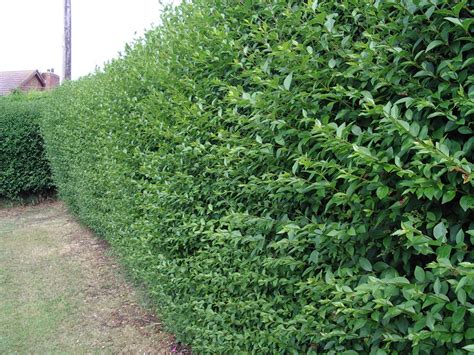 10 Green Privet Hedging Plants Ligustrum Hedge 10 30cmdense Evergreen