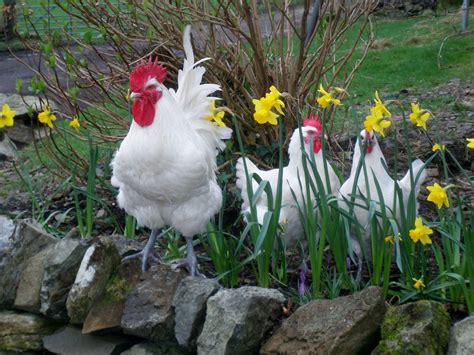 Craigardcroft Spring Chicken