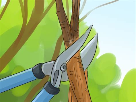 The seed can make them look. How to Prune a Crabapple Tree: 12 Steps (with Pictures ...