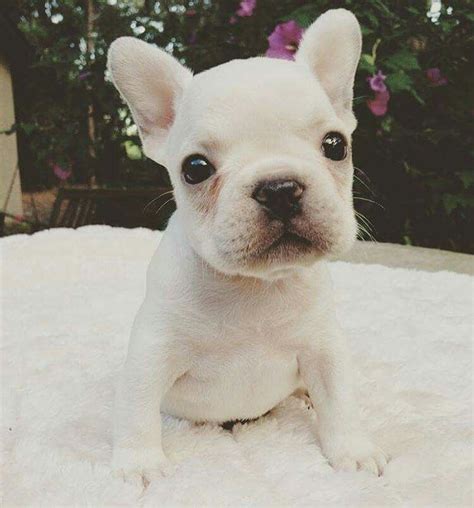 Newborn french bulldog puppies are really tiny and don't do much besides sleeping and eating. Baby french bulldog 😍😍😍😍😍 | French bulldog, Baby french ...
