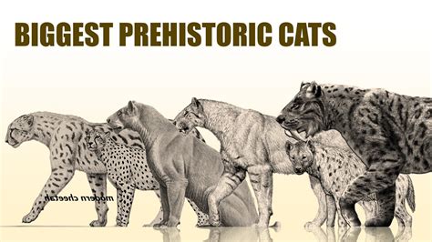 The 10 Largest Prehistoric Cats Ever Disovered Felines Youtube