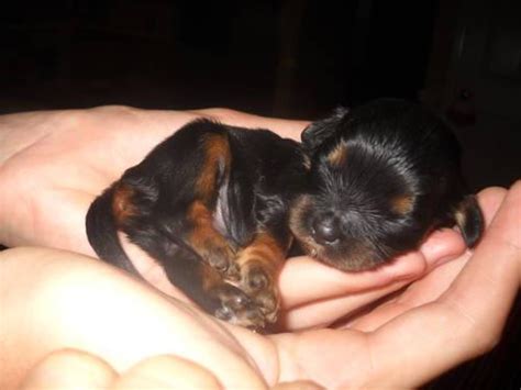 Your #1 place for cavapoo puppies for sale and dog breeders. Tiny Cavapoo Puppies for Sale in Wilmington, North ...