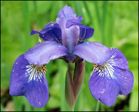 Flowers In Our Garden Siberian Iris Photography Images And Cameras
