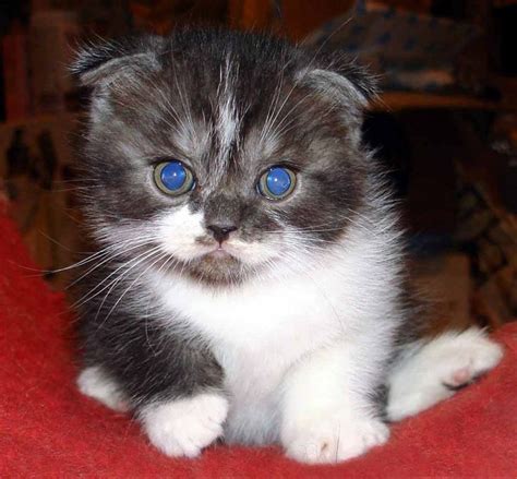 46 Best Scottish Fold Kitten Images On Pinterest Kitty