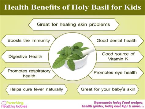 Health Benefits Of Holy Basil For Kids