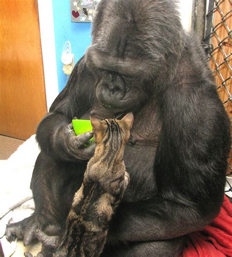 Koko The Gorilla Adopts Two Kittens