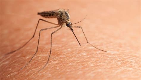 Why Mosquitoes Bite Some People More Than Others The Hearty Soul