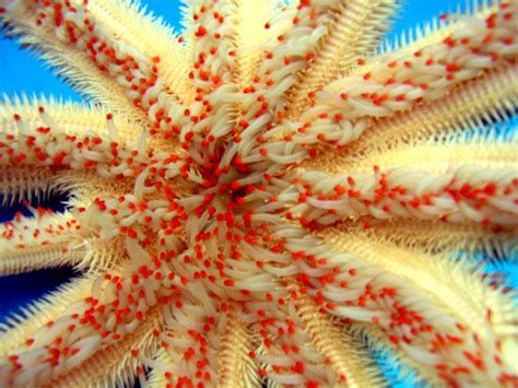 Starfish Reveal The Origins Of Brain Messenger Molecules