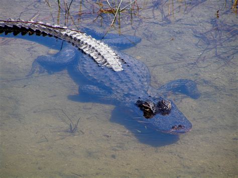 Fileamerican Alligator Alligator Mississippiensis Wikipedia
