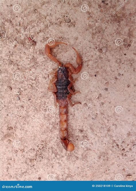 A Scorpion And X28order Scorpionidaand X29 June 2022 In Kenya Stock Image
