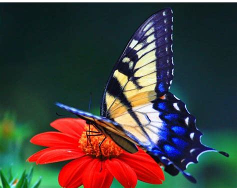 Butterfly Beautiful Wallpaper Hd Carrotapp
