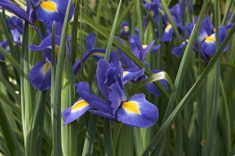 How To Plant Iris Seeds In 2020 With Images Growing Irises Plants