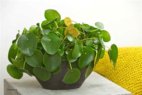 Also called the chinese money plant or pancake plant, it's straightforward to care for and simple to propagate. Populære Pilea | OBP - Opplysningskontoret for blomster og ...