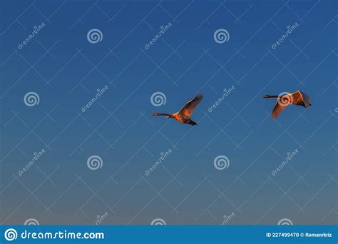 Two Big Geese Flying In The Sky At Sunset Stock Photo Image Of Geese