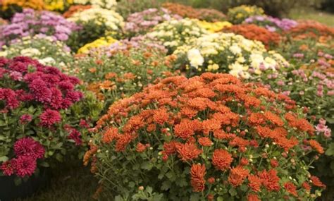 30 Best Fall Flowers For An Autumn Garden Scoopsky