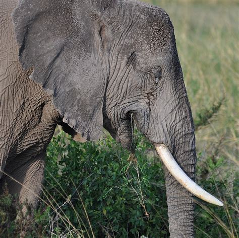 Elsen Karstad's 'Pic-A-Day Kenya': Old elephant. Amboseli Kenya