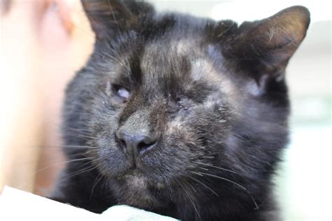 Blind Cat Rescued Through An Investigation Now Looking For Forever