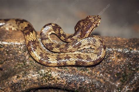 Malabar Pit Viper Stock Image C0293710 Science Photo Library