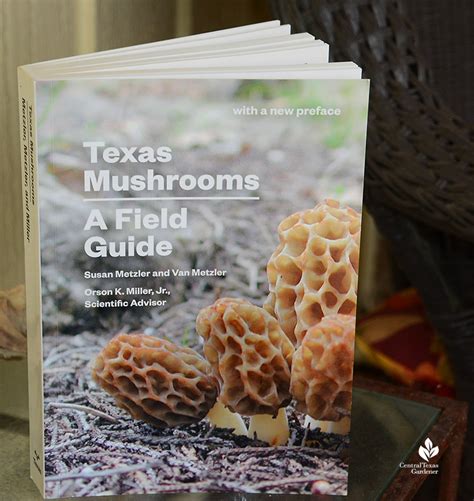 What Are Mushrooms Post Freeze Update Central Texas Gardener