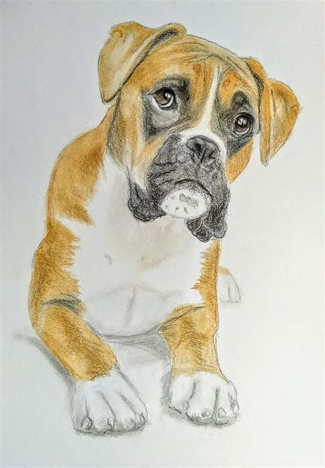 25 Drawing A Boxer Dog Picture Bleumoonproductions