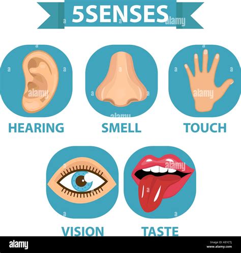 5 Senses Icon Set Touch Smell Hearing Vision Taste Isolated On