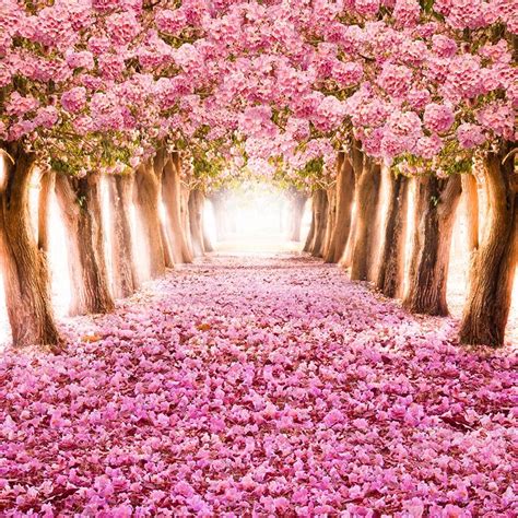 Beautiful Cherry Blossom Trees Photo Background Photography Backdrops