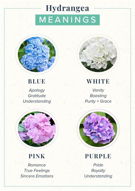 When it comes to love, say it with a gesture that comes from chrysanthemums in white, purple and blue colors are especially useful in expressing your feelings of. Hydrangea Meaning: Symbolism + History | ProFlowers ...