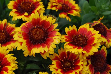 Flowering plants for full sun. Gaillardia, Blanket Flower Mix - The Seed Company by E.W. Gaze