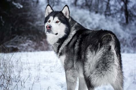 Introducing The Gentle Giant Alaskan Malamute Bubbly Pet