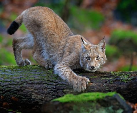 Eurasian Lynx Hunting